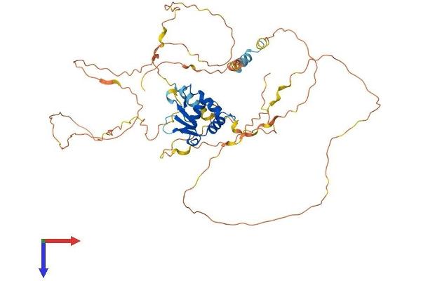 ETV3 Protein (AA 1-512) (His tag)