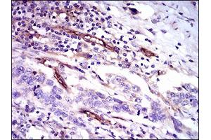 Image no. 1 for anti-CD59 (CD59) antibody (ABIN1491388) (CD59 Antikörper)