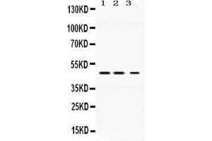 Western blot analysis of Perilipin 3 expression in rat liver extract ( Lane 1), mouse kidney extract ( Lane 2) and HELA whole cell lysates ( Lane 3).