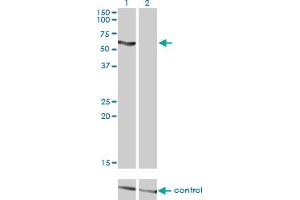 Western blot analysis of SLC33A1 over-expressed 293 cell line, cotransfected with SLC33A1 Validated Chimera RNAi (Lane 2) or non-transfected control (Lane 1).