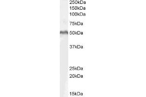 ABIN185607 (1µg/ml) staining of MOLT4 lysate (35µg protein in RIPA buffer). (LEF1 Antikörper  (Internal Region))