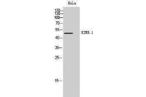 Western Blotting (WB) image for anti-Potassium Inwardly-Rectifying Channel, Subfamily J, Member 16 (KCNJ16) (Tyr607) antibody (ABIN3180136) (KIR5.1 Antikörper  (Tyr607))