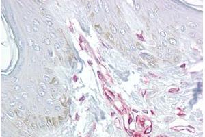 Anti-LIF antibody IHC staining of human skin. (LIF Antikörper  (Internal Region))
