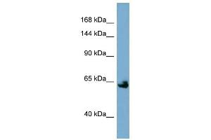 Klotho antibody used at 1 ug/ml to detect target protein.