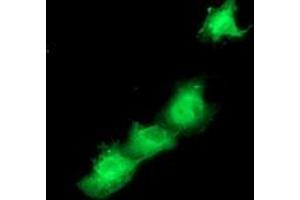 Anti-SMS mouse monoclonal antibody (ABIN2454721) immunofluorescent staining of COS7 cells transiently transfected by pCMV6-ENTRY SMS (RC200619). (SMS Antikörper)