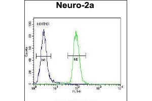 Flow cytometric analysis of Neuro-2a cells (right histogram) compared to a negative control cell (left histogram). (CIRH1A Antikörper  (N-Term))