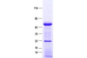 Validation with Western Blot (SNAPC3 Protein (His tag))