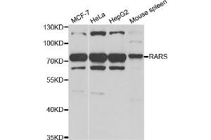 Western blot analysis of extracts of various cell lines, using RARS antibody. (RARS Antikörper)