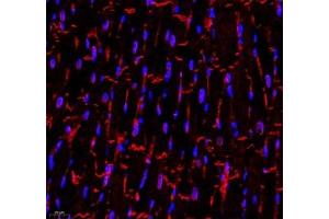 Immunofluorescence of paraffin embedded rat heart using CDH19 (ABIN7073258) at dilution of 1:500 (400x lens) (CDH19 Antikörper)