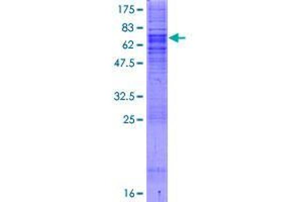 SEC61A1 Protein (AA 1-423) (GST tag)