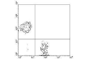 Image no. 1 for anti-CD3 epsilon (CD3E) antibody (PE) (ABIN135089) (CD3 epsilon Antikörper  (PE))