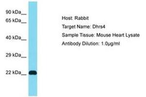 Image no. 1 for anti-Dehydrogenase/reductase (SDR Family) Member 4 (DHRS4) (AA 51-100) antibody (ABIN6750474) (DHRS4 Antikörper  (AA 51-100))