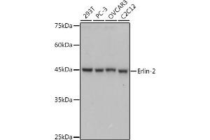 Western blot analysis of extracts of various cell lines, using Erlin-2 antibody (ABIN7267006) at 1:1000 dilution. (ERLIN2 Antikörper)