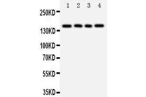 Western Blotting (WB) image for anti-Tenascin R (Restrictin, Janusin) (TNR) (AA 104-117), (N-Term) antibody (ABIN3044266) (Tenascin R Antikörper  (N-Term))