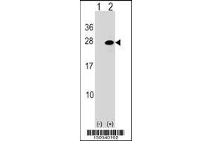 Western blot analysis of ATF3 using rabbit polyclonal ATF3 Antibody using 293 cell lysates (2 ug/lane) either nontransfected (Lane 1) or transiently transfected (Lane 2) with the ATF3 gene. (ATF3 Antikörper  (C-Term))