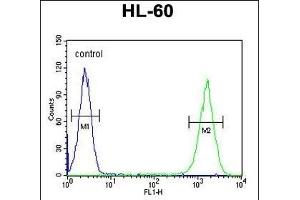 ZNF30 Antibody (N-term) (ABIN654563 and ABIN2844269) flow cytometric analysis of HL-60 cells (right histogram) compared to a negative control cell (left histogram).