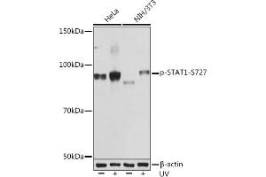 Western blot analysis of extracts of various cell lines, using Phospho-ST-S727 Rabbit mAb (ABIN7270300) at 1:1000 dilution. (STAT1 Antikörper  (pSer727))