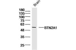 Mouse brain cell lysates probed with BTN2A1 Polyclonal Antibody, Unconjugated (bs-20473R) at 1:300 overnight at 4˚C. (BTN2A1 Antikörper  (AA 101-200))