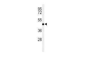 Western blot analysis of LCAT Antibody (Center) (ABIN653825 and ABIN2843093) in K562 cell line lysates (35 μg/lane). (LCAT Antikörper  (AA 285-313))