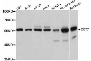 Western blot analysis of extracts of various cell lines, using CCT7 antibody (ABIN5997386) at 1:3000 dilution. (CCT7 Antikörper)