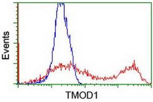 HEK293T cells transfected with either RC201134 overexpress plasmid (Red) or empty vector control plasmid (Blue) were immunostained by anti-TMOD1 antibody (ABIN2454778), and then analyzed by flow cytometry. (Tropomodulin 1 Antikörper)