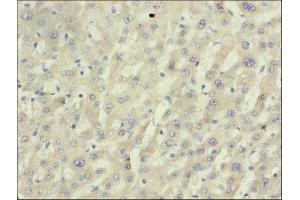 Immunohistochemistry of paraffin-embedded mouse liver tissue using ABIN7149458 at dilution of 1:50 (BDH1 Antikörper  (AA 47-343))