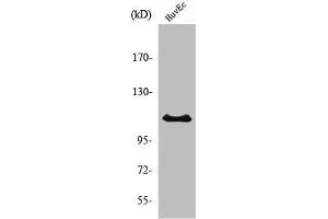 Western Blot analysis of K562 cells using RIN3 Polyclonal Antibody (RIN3 Antikörper  (Internal Region))