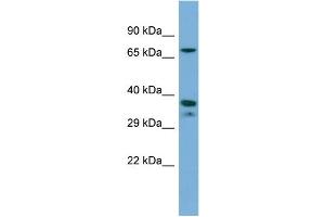 Host:  Rabbit  Target Name:  NR2E1  Sample Type:  THP-1 Whole cell lysates  Antibody Dilution:  1. (NR2E1 Antikörper  (C-Term))