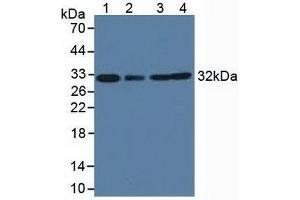 Western blot analysis of (1) Cow Heart Tissue, (2) Cow Liver Tissue, (3) Human HeLa cells and (4) Human K-562 Cells. (C1QBP Antikörper  (AA 71-278))
