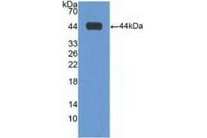 Detection of Recombinant GAL3ST1, Human using Polyclonal Antibody to Galactose-3-O-Sulfotransferase 1 (GAL3ST1) (GAL3ST1 Antikörper  (AA 57-196))