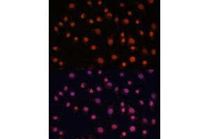 Immunofluorescence analysis of L929 cells using Histone H2AFV antibody (ABIN7267555) at dilution of 1:100. (H2AFV Antikörper  (AA 1-128))