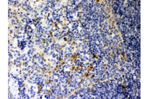 Anti- Galectin3 Picoband antibody, IHC(P) IHC(P): Mouse Spleen Tissue (Galectin 3 Antikörper  (AA 153-264))