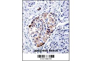 VAMP3 Antibody immunohistochemistry analysis in formalin fixed and paraffin embedded human pancreas tissue followed by peroxidase conjugation of the secondary antibody and DAB staining.