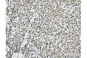 IHC analysis of PC4/SUB1 using anti-PC4/SUB1 antibody (ABIN7602185). (SUB1 Antikörper  (AA 62-127))