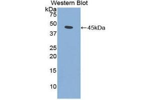Western Blotting (WB) image for anti-Fibroblast Growth Factor 7 (FGF7) (AA 32-194) antibody (ABIN3208197) (FGF7 Antikörper  (AA 32-194))