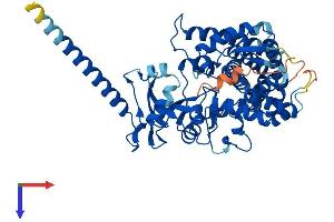 CYP26B1 Protein (AA 1-512) (His tag)