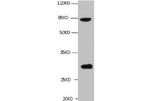 All lanes: Mouse anti-TGM2 Monoclonal antibody at 1 μg/mL Lane 1 : A549 whole cell lysate Secondary Goat polyclonal to Mouse IgG at 1/5000 dilution Predicted band size :77kd Observed band size :77,62,39KD Additional bands at :30kd (Transglutaminase 2 Antikörper)