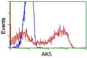 HEK293T cells transfected with either RC222241 overexpress plasmid (Red) or empty vector control plasmid (Blue) were immunostained by anti-AK5 antibody (ABIN2452720), and then analyzed by flow cytometry. (Adenylate Kinase 5 Antikörper)