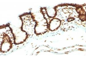 Image no. 4 for anti-Nuclear Antigen antibody (ABIN6190865) (Nuclear Antigen Antikörper)