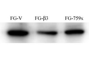 Western Blotting (WB) image for anti-Nuclear Receptor Coactivator 1 (NCOA1) antibody (ABIN356411) (NCOA1 Antikörper)