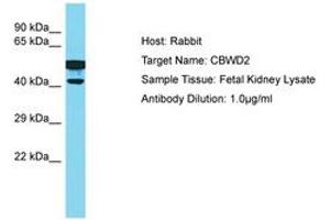 Image no. 1 for anti-COBW Domain Containing 2 (CBWD2) (AA 278-327) antibody (ABIN6750552) (CBWD2 Antikörper  (AA 278-327))