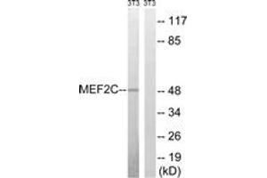 Western blot analysis of extracts from NIH-3T3 cells, treated with starved 24h, using MEF2C (Ab-396) Antibody. (MEF2C Antikörper  (AA 362-411))