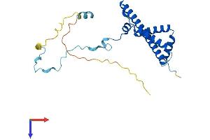 RRP36 Protein (AA 1-244) (His tag)