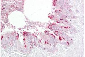 Anti-EBP1 antibody IHC staining of human lung, respiratory epithelium. (PA2G4 Antikörper  (AA 301-350))