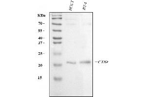 Western blot analysis of CD9 using anti-CD9 antibody (ABIN7600001). (CD9 Antikörper  (AA 139-192))