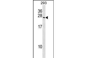 BOK Antibody (N-term) (ABIN1538802 and ABIN2848486) western blot analysis in 293 cell line lysates (35 μg/lane). (BOK Antikörper  (N-Term))