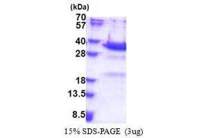 SDS-PAGE (SDS) image for Synaptotagmin V (SYT5) (AA 109-386) protein (His tag) (ABIN5853322) (Synaptotagmin V Protein (SYT5) (AA 109-386) (His tag))