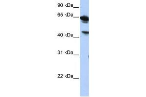 Western Blotting (WB) image for anti-Abhydrolase Domain Containing 16A (ABHD16A) antibody (ABIN2459316)