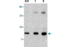 Western blot analysis of Pmaip1 in human stomach tissue lysate with Pmaip1 polyclonal antibody  at 0. (NOXA Antikörper  (N-Term))