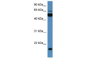 WB Suggested Anti-Cpne7 Antibody Titration: 0. (CPNE7 Antikörper  (C-Term))
